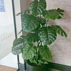 Swiss Cheese Plant [Monstera] 1.7m - artificial plants, flowers & trees - image 3