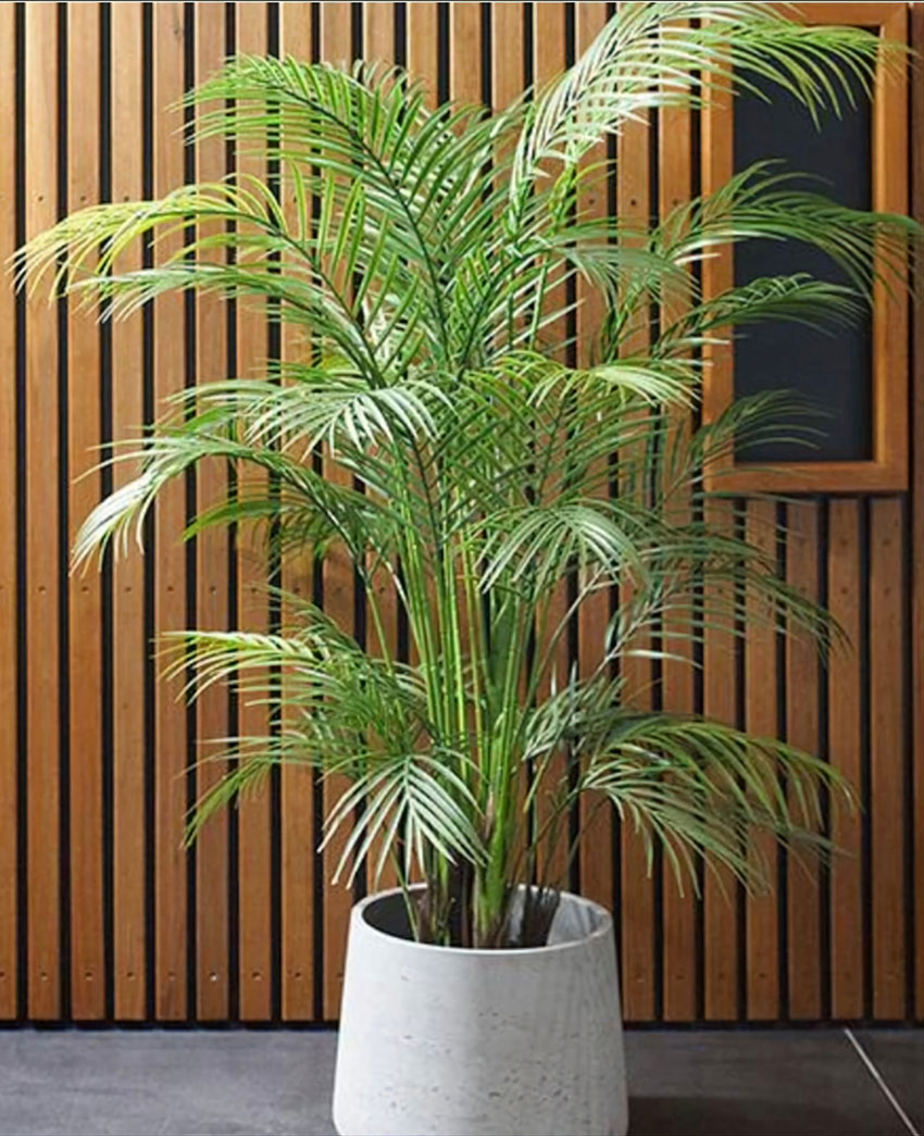 Alexander Palm 1.6m UV-treated
