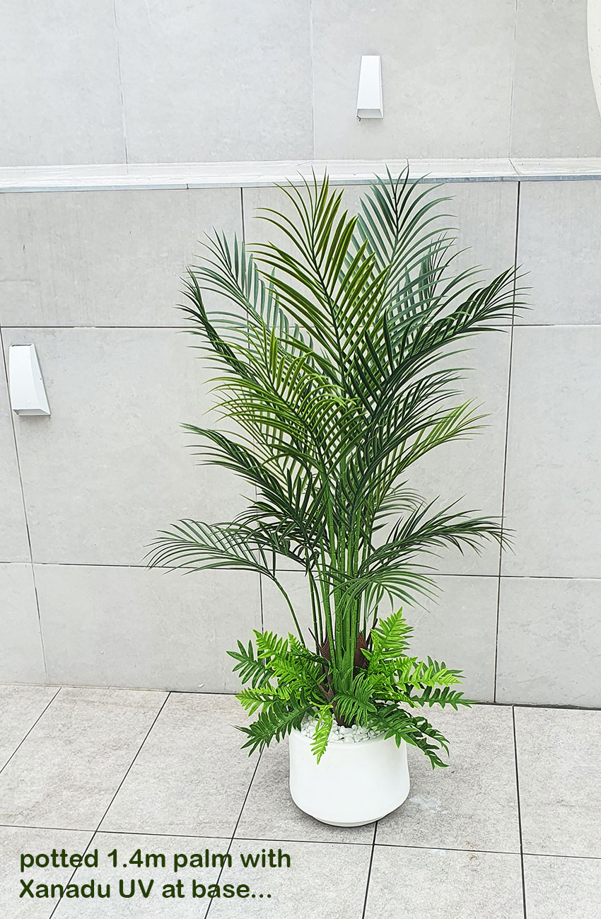 Alexander Palm 1.6m UV-treated