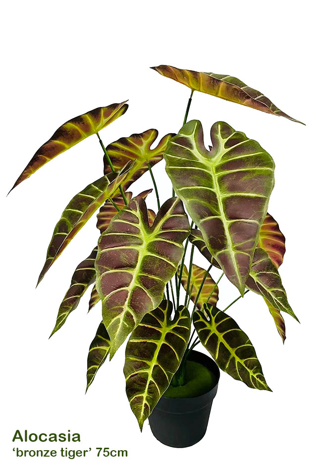 Alocasia 'gold tiger' 75cm