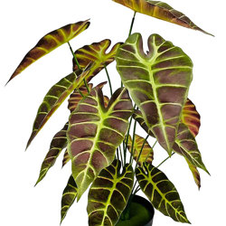 Alocasia 'gold tiger' 75cm - artificial plants, flowers & trees - image 6