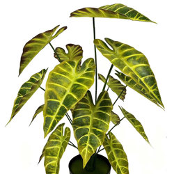 Alocasia 'gold tiger' 75cm - artificial plants, flowers & trees - image 7