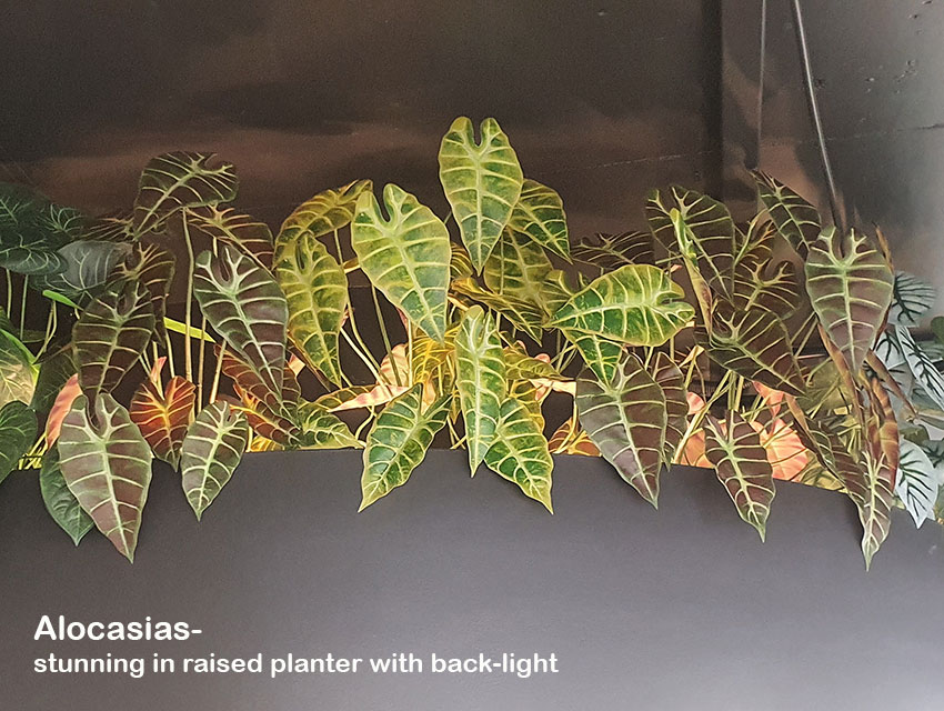 Alocasia 'gold tiger' 75cm