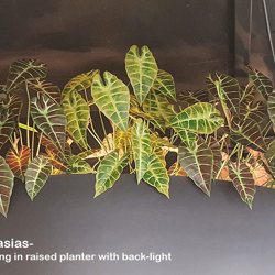Alocasia 'gold tiger' 75cm - artificial plants, flowers & trees - image 2