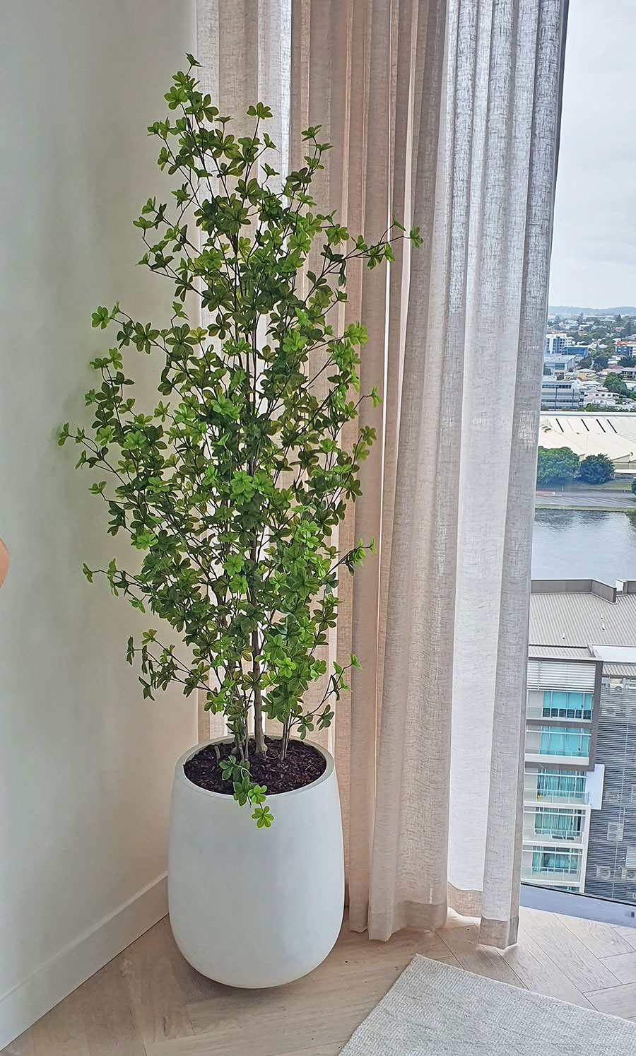 Japanese Azalea [enkianthus] 1.9m deluxe