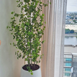 Japanese Azalea [enkianthus] 1.9m deluxe - artificial plants, flowers & trees - image 1
