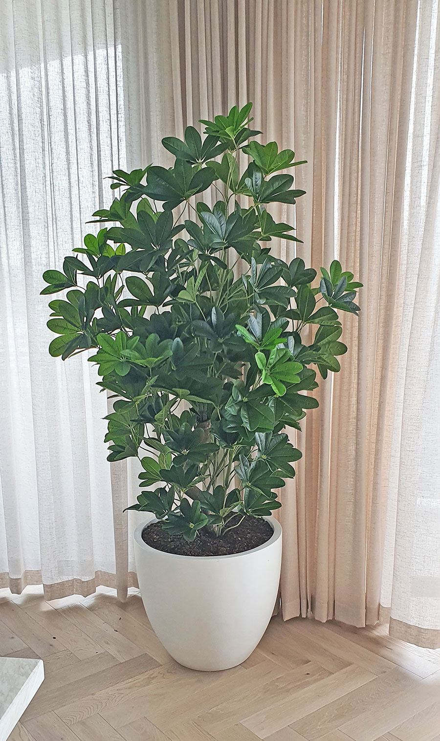 Mini-Umbrella Plant 1.2m