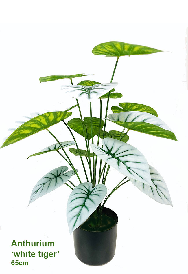 Anthurium 'white-tiger'