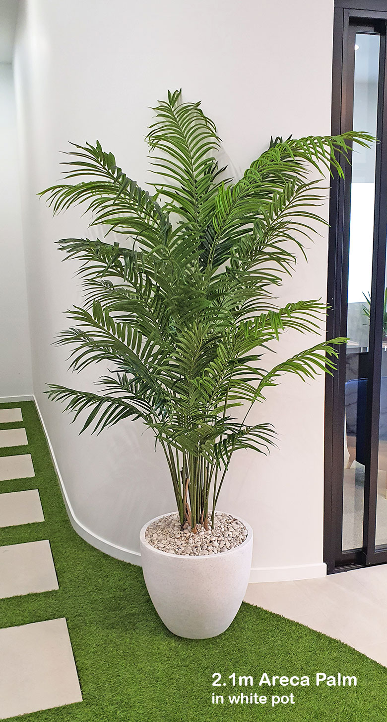 Areca Palm 1.5m