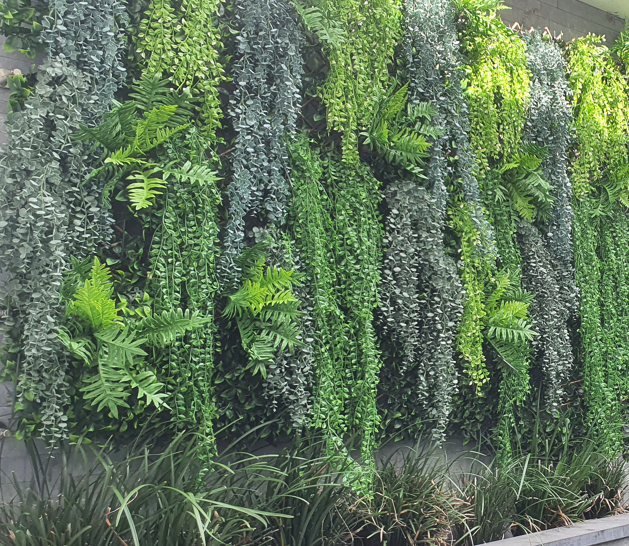 UV-Trailer: 'Silver Falls' Fern 120cm