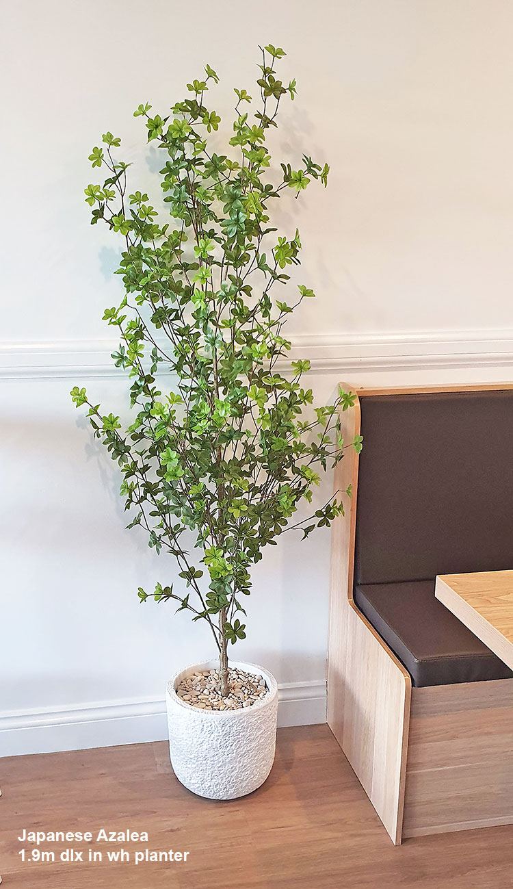 Japanese Azalea [enkianthus] 1.9m deluxe