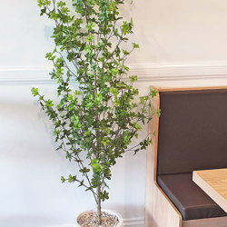 Japanese Azalea [enkianthus] 1.9m deluxe - artificial plants, flowers & trees - image 2