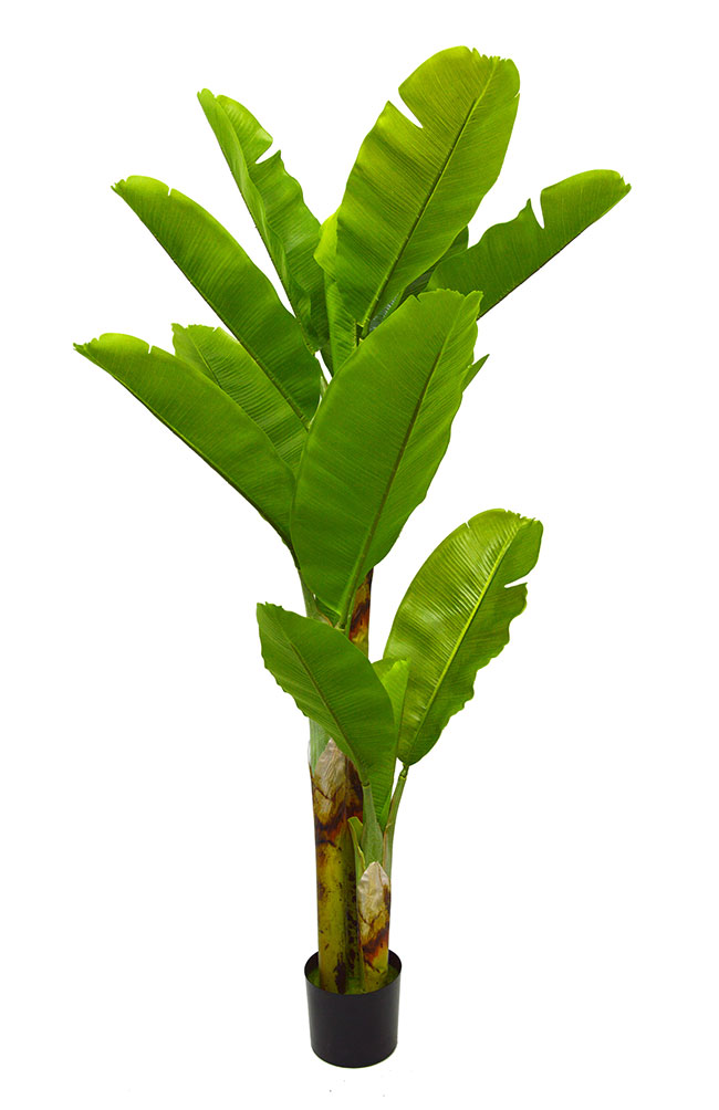 Banana Tree 2m