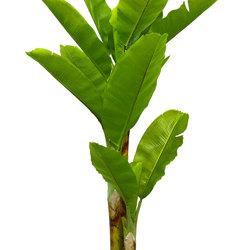 Banana Tree 2m - artificial plants, flowers & trees - image 4