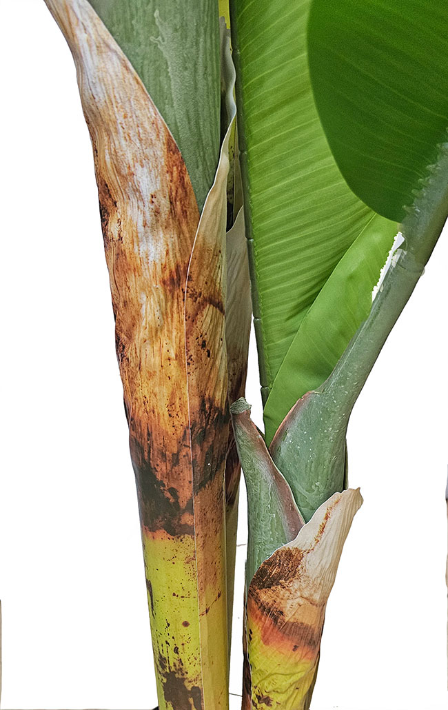 Banana Tree 2m