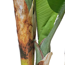 Banana Tree 2m - artificial plants, flowers & trees - image 1