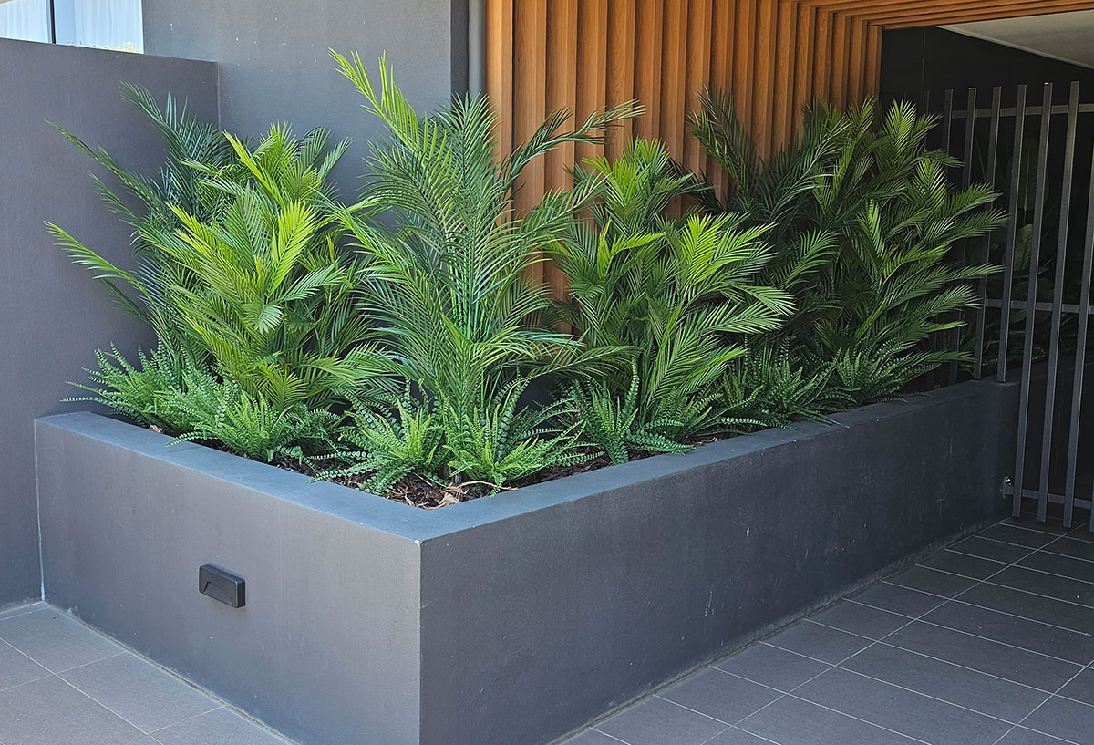 Alexander Palm 1.6m UV-treated