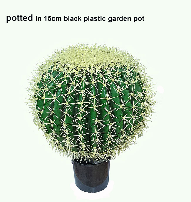 Cactii- Barrel Cactus- lge