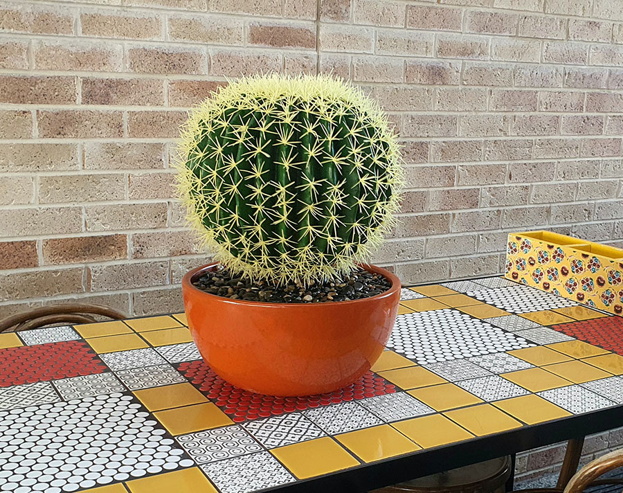 Cactii- Barrel Cactus- lge