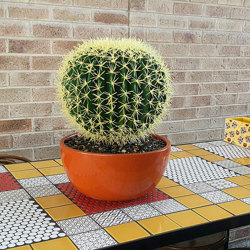 Cactii- Barrel Cactus- lge - artificial plants, flowers & trees - image 1