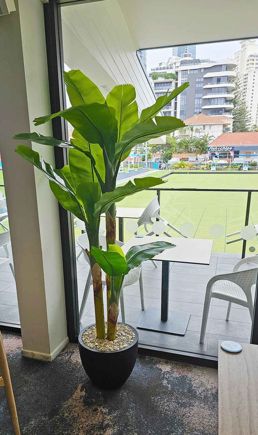 Banana Tree 2m