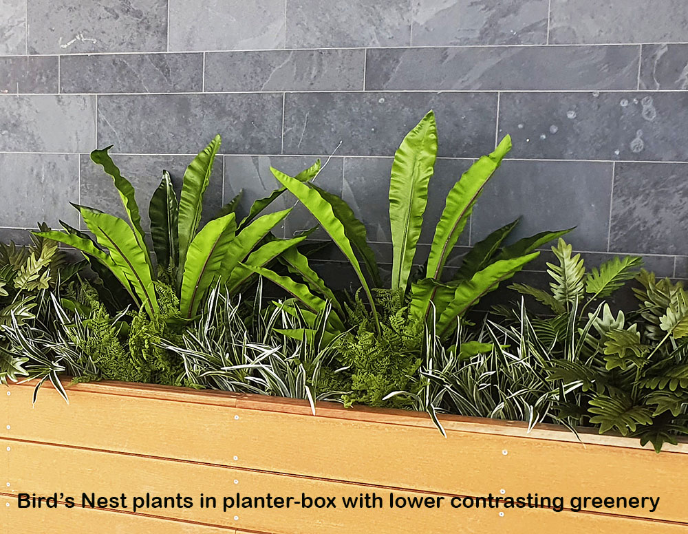 Bird's Nest Fern 90cm