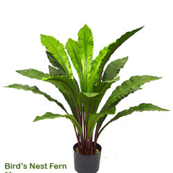 Bird's Nest Fern 90cm - artificial plants, flowers & trees - image 3