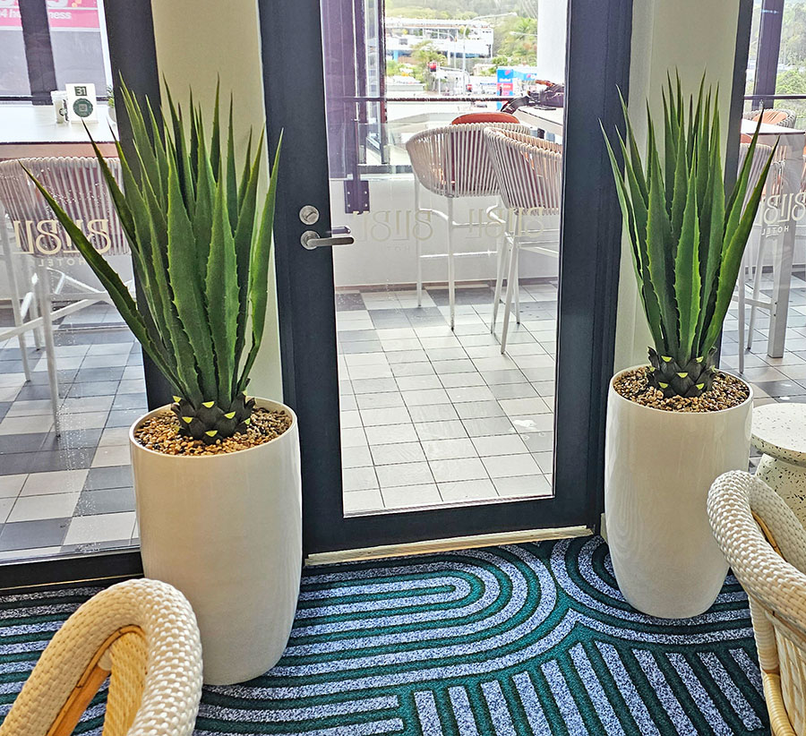 Yucca- variegated 1m