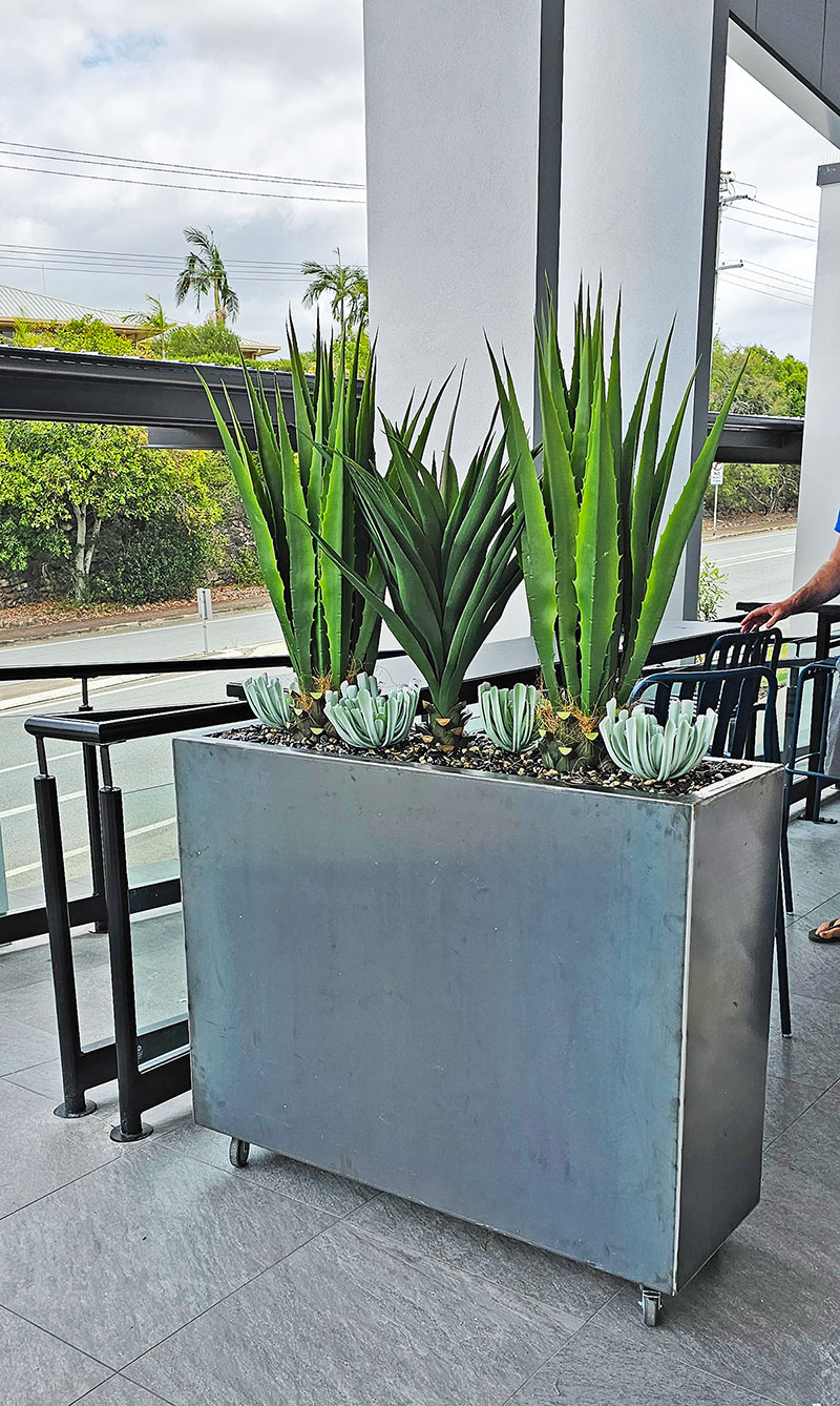 Yucca- variegated 1m