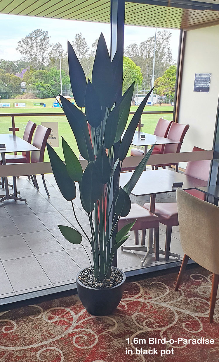 Bird of Paradise Plant 1.4m