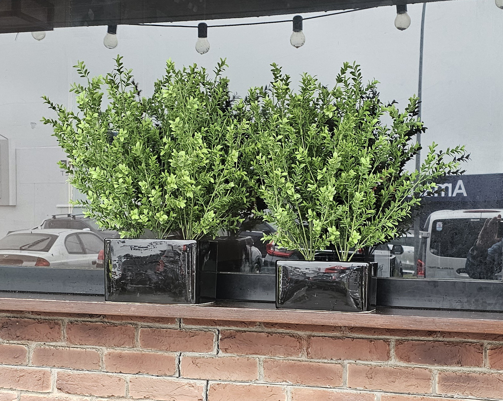 Boxwood Bush UV 55cm