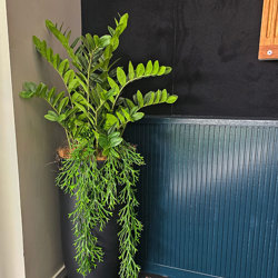 Zanzibar Gem Plant 90cm - artificial plants, flowers & trees - image 3