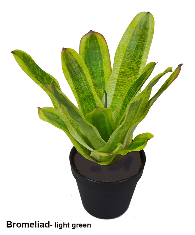 Bromeliad- dark green in plastic pot 