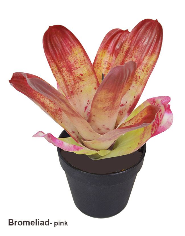 Bromeliad- dark green in plastic pot 