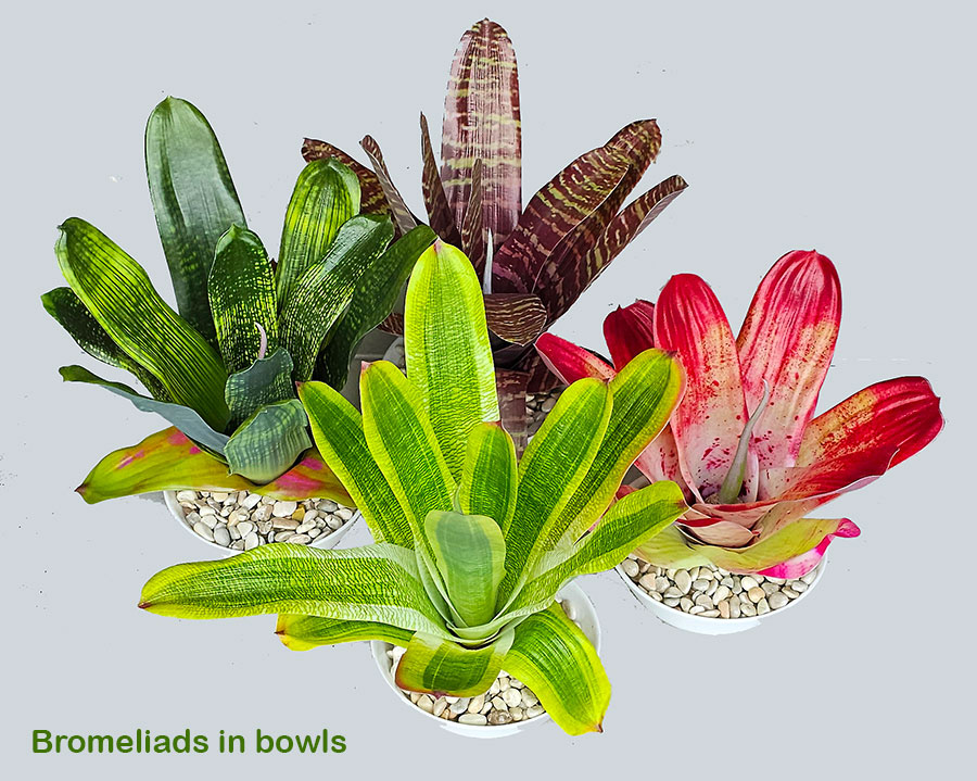 Bromeliad- dark green in plastic pot 