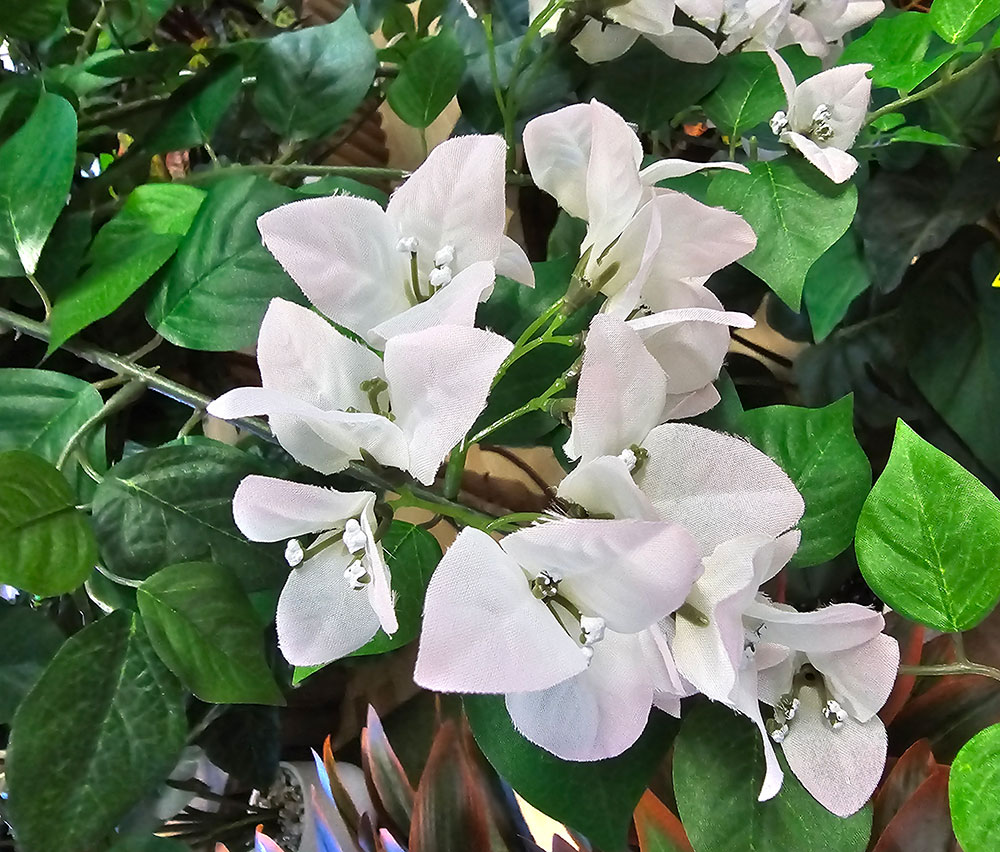 Bougainvillea Topiary- 1.5m