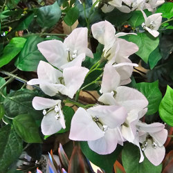 Bougainvillea Topiary- 1.5m - artificial plants, flowers & trees - image 1