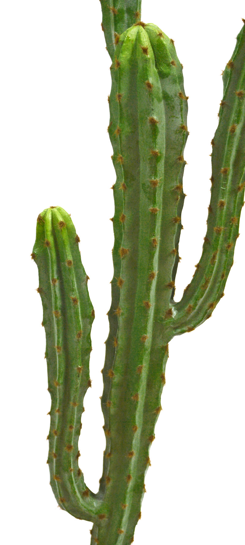Cactii- Candelebra Cactus 1.3m