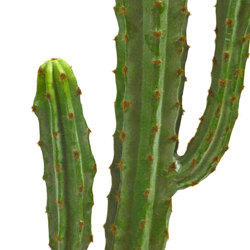 Cactii- Candelebra Cactus 1.3m - artificial plants, flowers & trees - image 1
