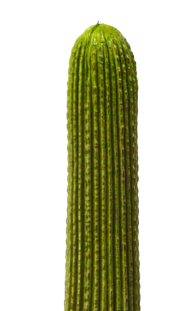 Cactii- Column Cactus 1.45m