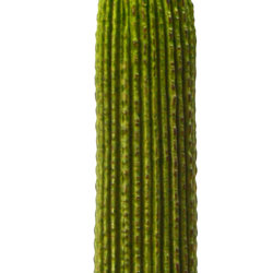 Cactii- Column Cactus 1.45m - artificial plants, flowers & trees - image 1