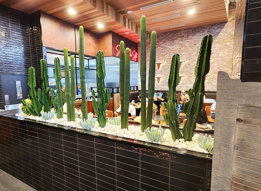 Cactii- Column Cactus 1.45m
