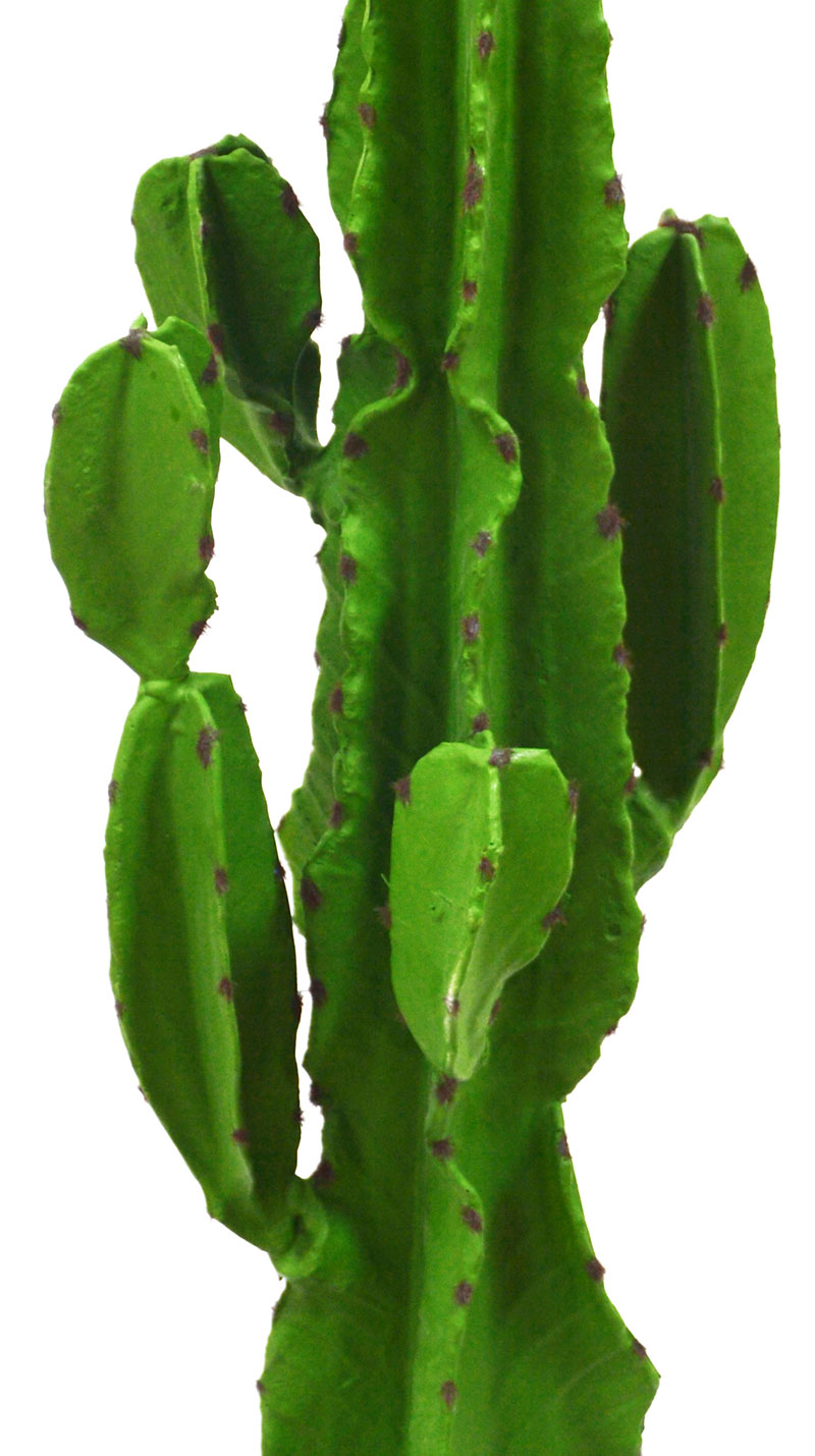 Cactii- San Pedro Cactus 1.2m