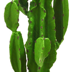 Cactii- San Pedro Cactus 1.2m - artificial plants, flowers & trees - image 1