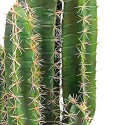 Cactii- Desert Cactus 1.1m - artificial plants, flowers & trees - image 3