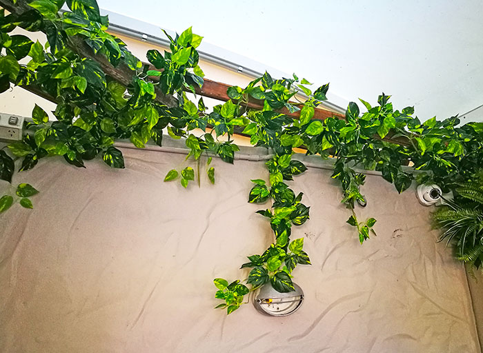 Trailing Vines - 1.8m Philo Garland [philodendron]