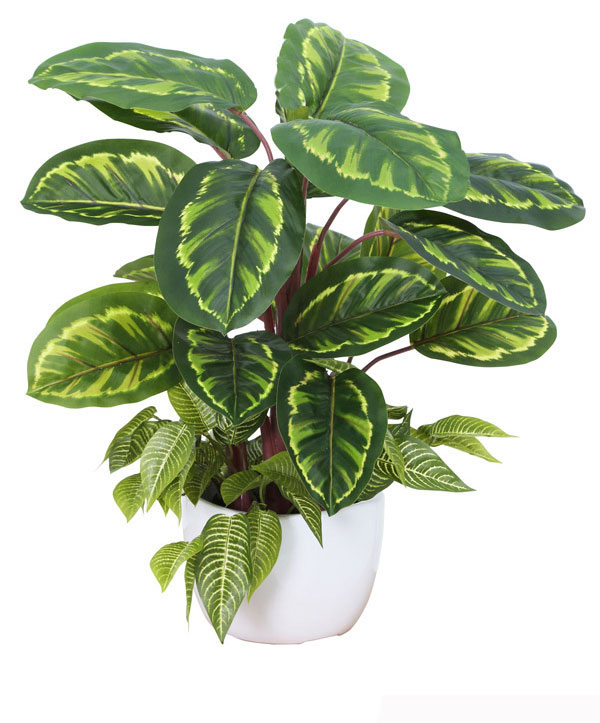 Calathea 'peacock' 70cm
