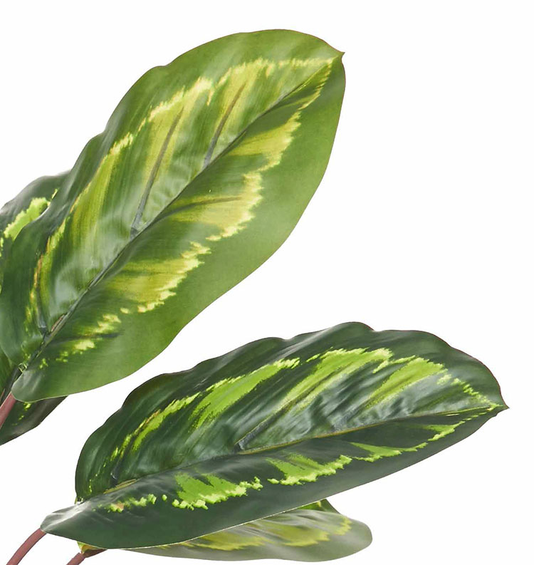 Calathea 'peacock' 70cm