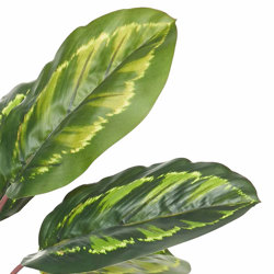 Calathea 'peacock' 70cm - artificial plants, flowers & trees - image 1