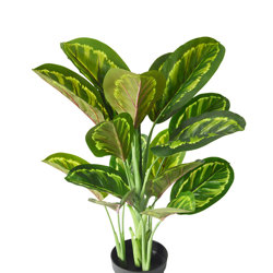Calathea 'peacock' 70cm - artificial plants, flowers & trees - image 5